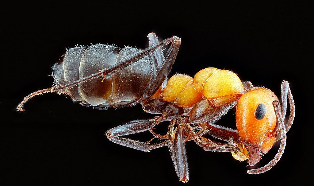 Ant Control service in Jacksonville, NC