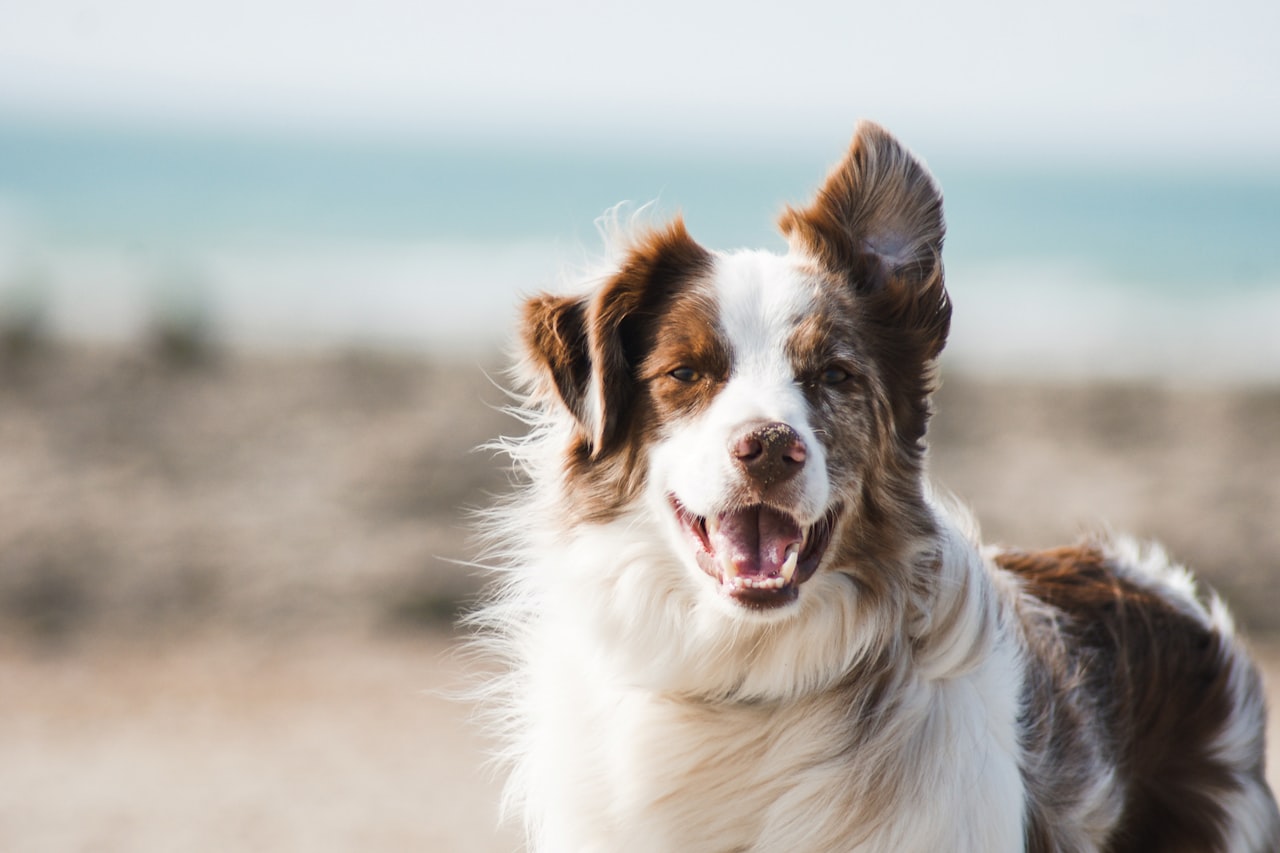 Flea & Tick Control service in Jacksonville, NC