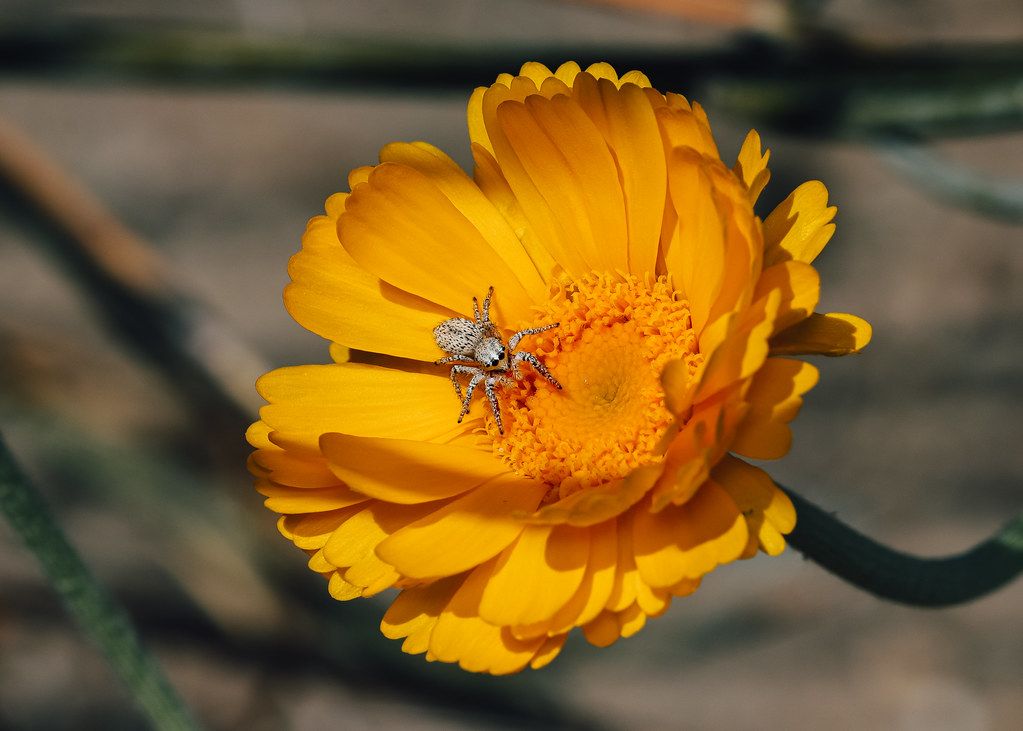 Spider Control service in Jacksonville, NC